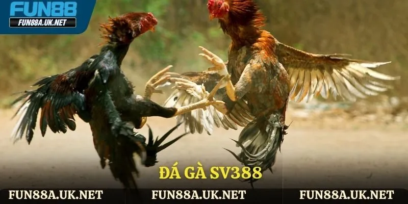 Đá gà Sv388