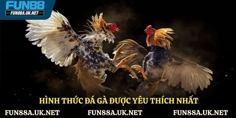 Hình thức đá gà được yêu thích nhất cần biết