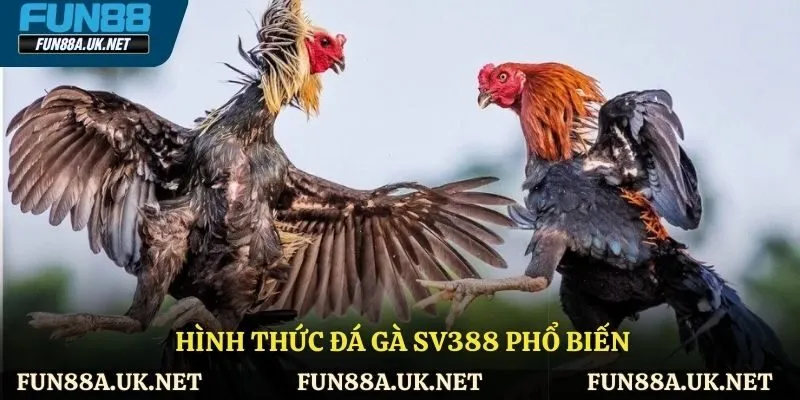 Hình thức đá gà Sv388 phổ biến