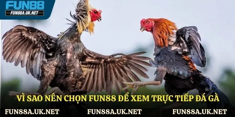 Vì sao nên chọn FUN88 để xem trực tiếp đá gà hôm nay?